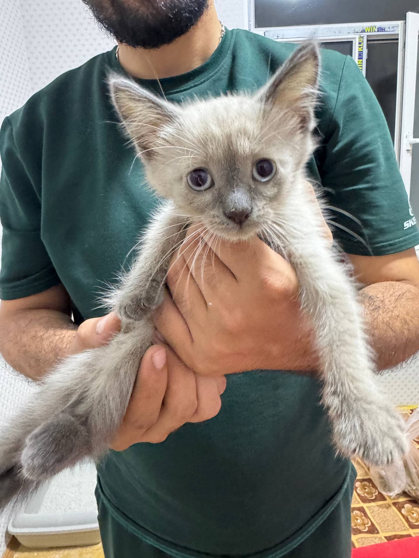 Сиамский котенок серо-бежевого окраса с голубыми глазами в руках человека.