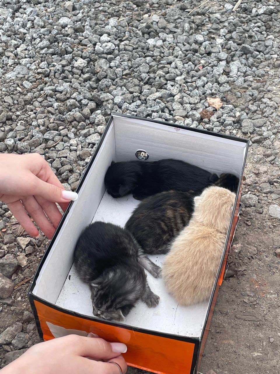 Друзья, знакомая попросила помощи. Нашла коробку с котятами возле мусорки. Котят приютили, но если у, фото 1