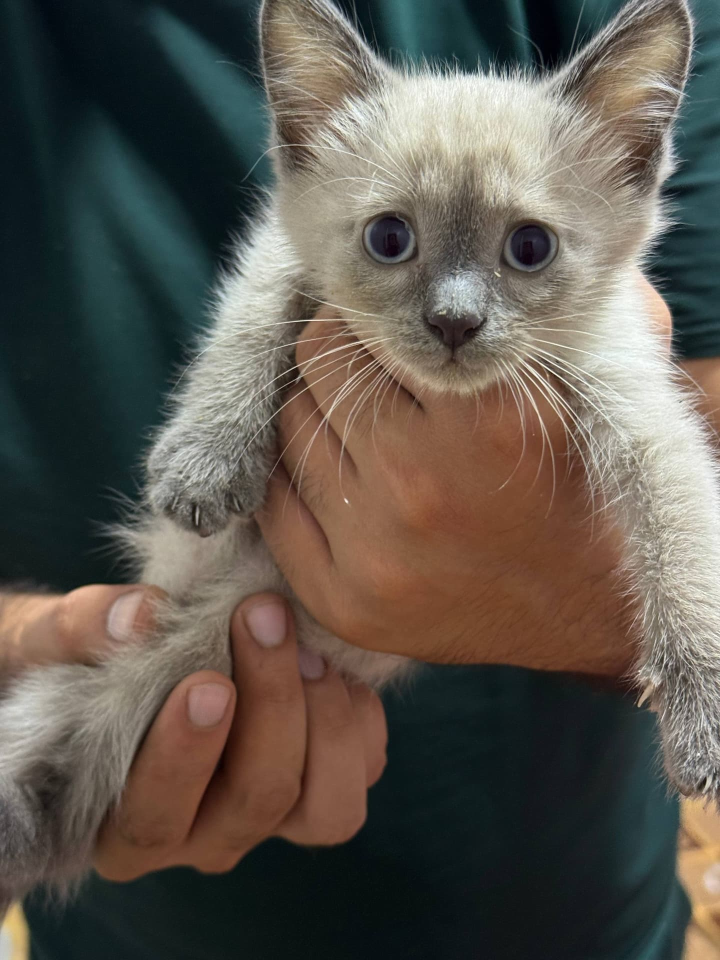 Ищем любящую семью для этих малышей 🤍🐾