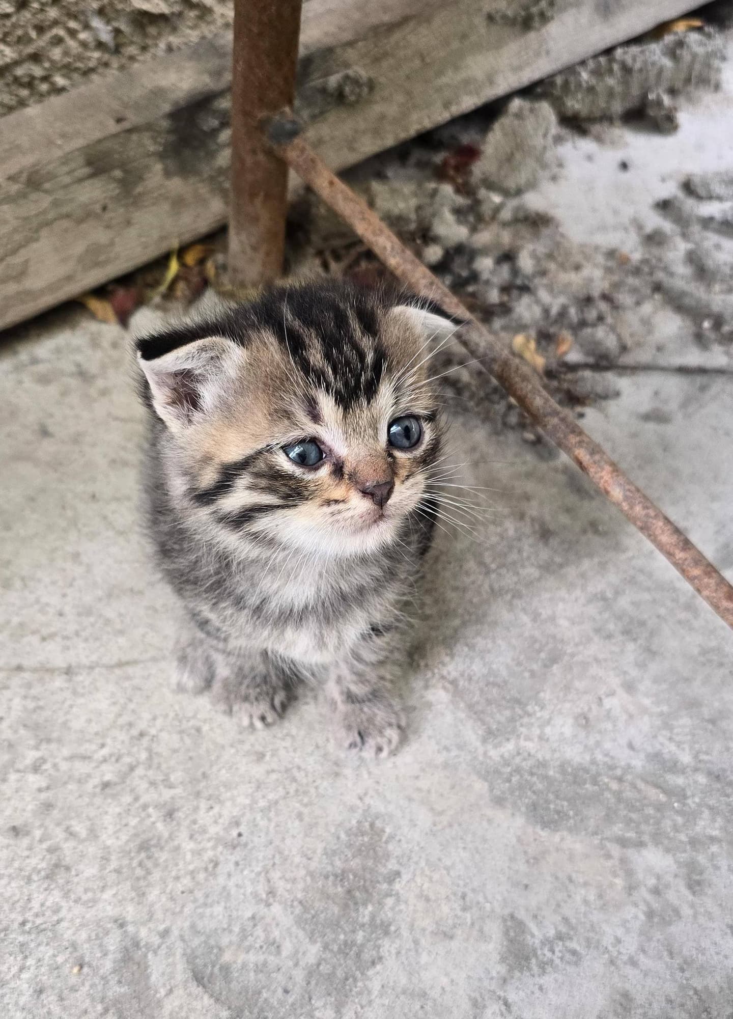 Scottish Fold anasi, atasi dvornyaşka. 25 günlükdüler. Boz olan 45 manat, digəri 25 manat., фото 1