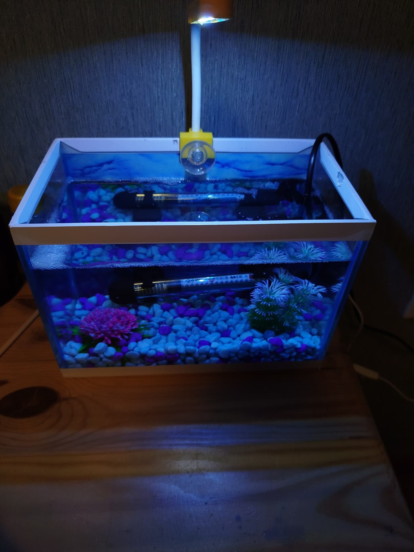 Akvarium 7 litrlik içersinin dekoru qizdircisi  Böyük ölçülü betta balığı ilə birlikdə 40 azn , фото 1