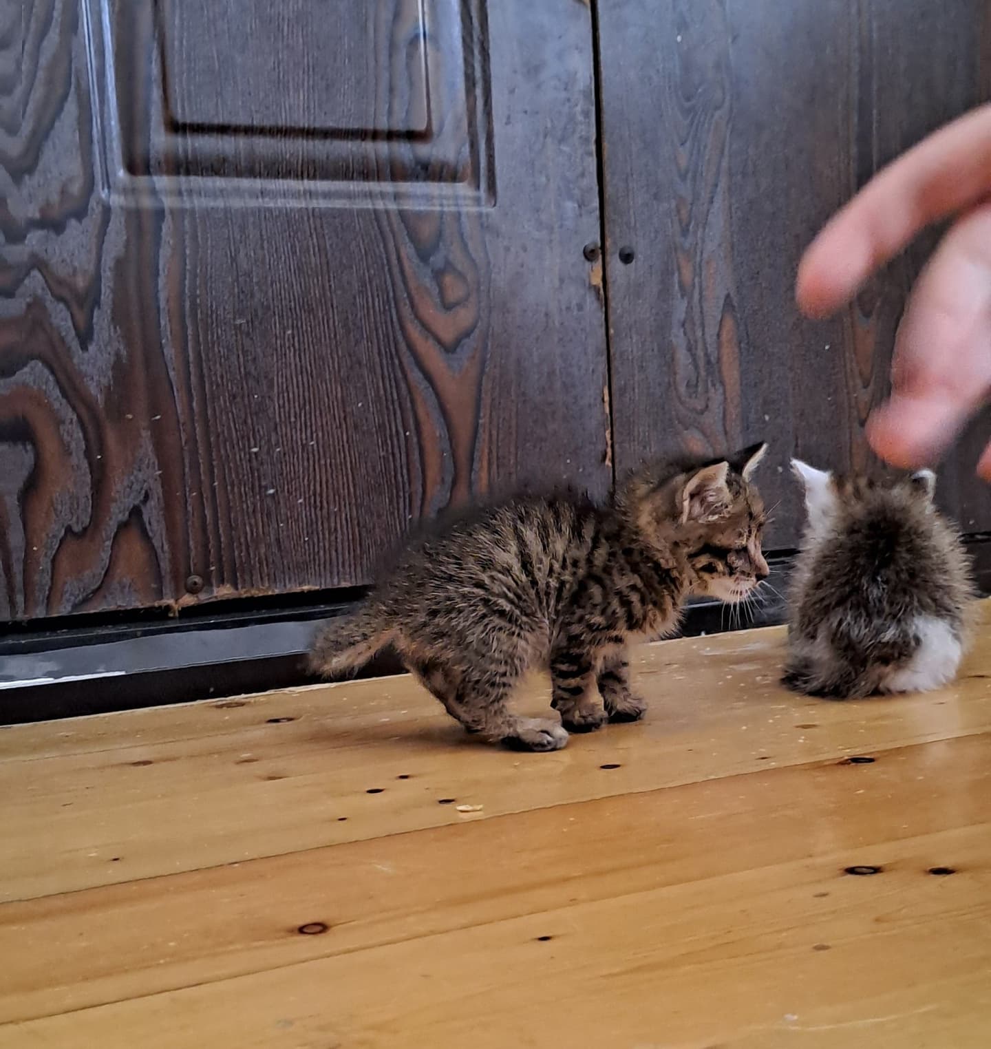 Прибилась кошка с котятами, отдаю в добрые руки котят. На следующий недели переезжаем в другой дом в, фото 1