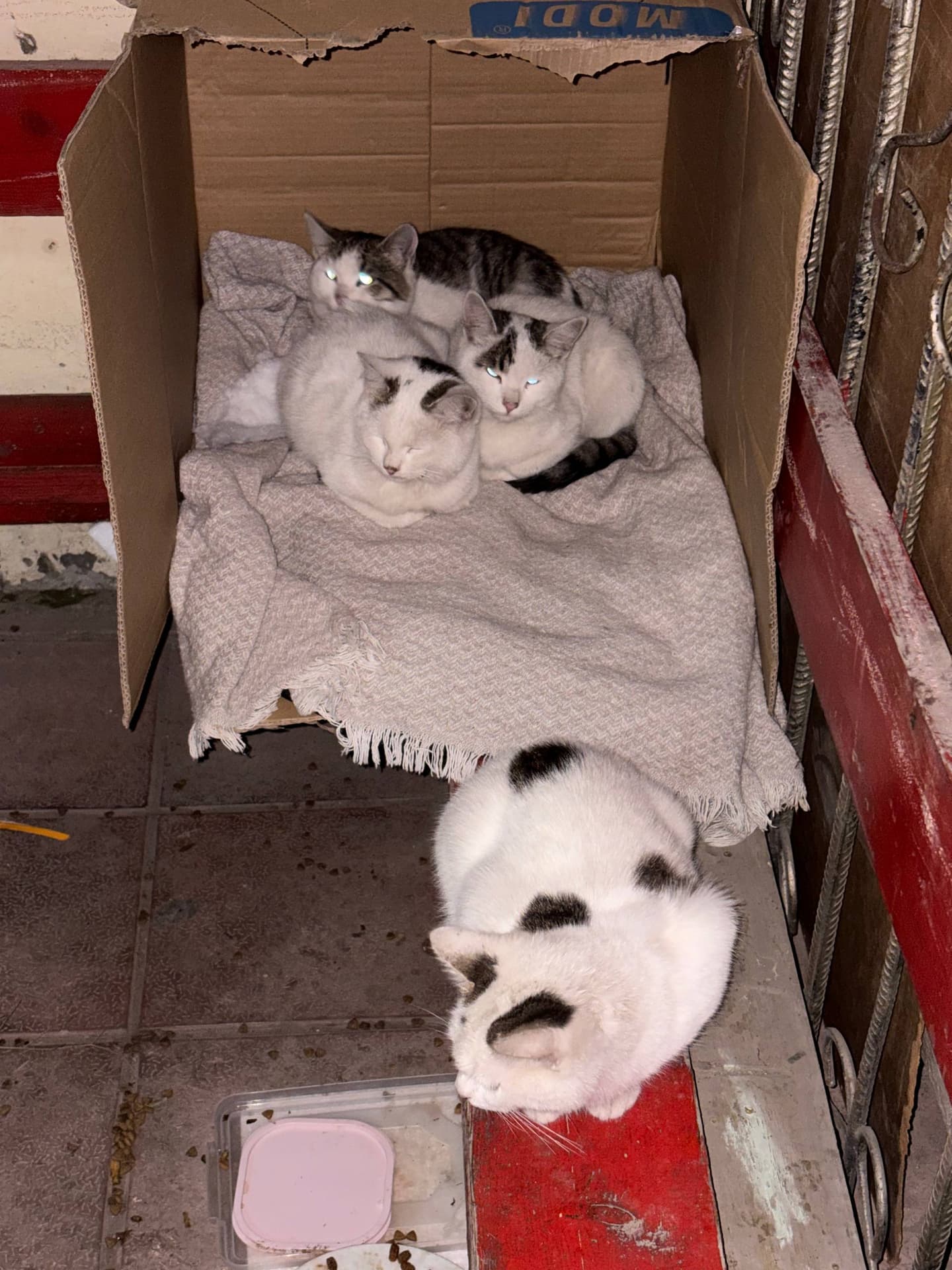 ЗАБЕРИТЕ КОШЕК🥺, фото 1