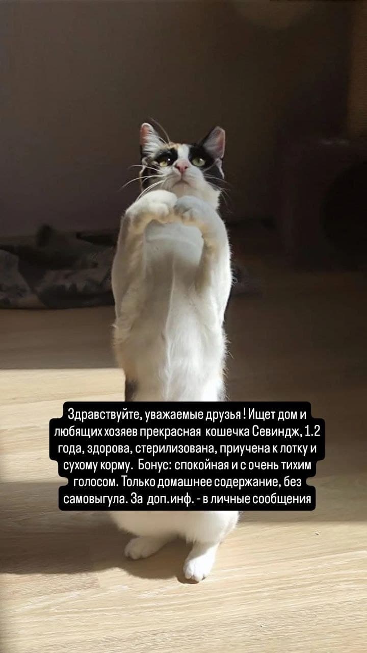 Кошечка с белой и черной шерстью стоит на задних лапах на деревянном полу.